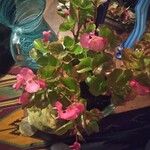 Begonia cucullata Kvet