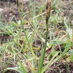 Carex uncinioides Habit