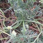 Daucus pumilus Jani