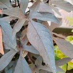 Ipomoea batatas Leaf