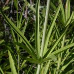 Lilium pardalinum Levél