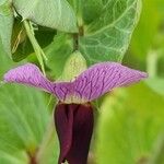 Lathyrus oleraceus花