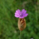 Petrorhagia prolifera Blüte