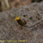 Leysera leyseroides फूल