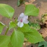 Impatiens flaccida Flower