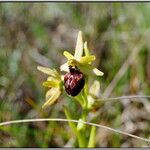 Ophrys aranifera Інше