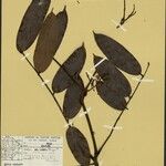 Connarus patrisii Leaf