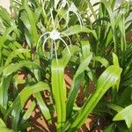 Hymenocallis littoralis Flor