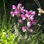 Pedicularis pyrenaica Flower