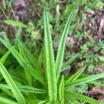 Helianthus angustifolius Foglia