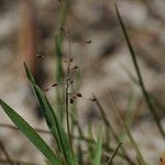 Dichanthelium acuminatum Habitus