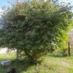 Calliandra tweediei Habit