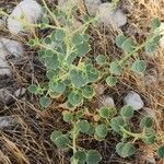 Cleome droserifolia موطن