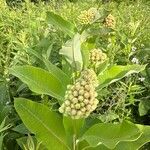 Asclepias syriacaFlors