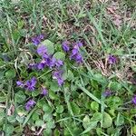 Viola odorata Цветок