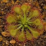 Drosera capillaris অভ্যাস