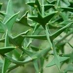 Colletia paradoxa Лист