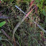 Galium labradoricum Corteza