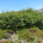 Nothofagus pumilio Habitat