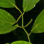Piper nudifolium List