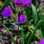 Liatris ligulistylis Flower