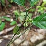 Vangueriella chlorantha Flor