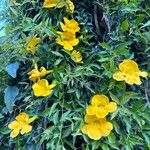 Dolichandra unguis-cati Virág