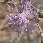 Centaurea paniculataFlower