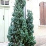 Cupressus arizonica Листок