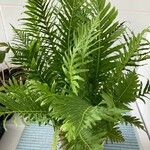 Blechnum brasiliense List