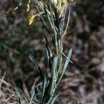 Erysimum ochroleucum Folha