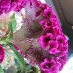 Celosia cristata Květ