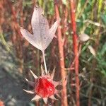 Hibiscus sabdariffa Plod