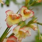 Gladiolus dalenii 整株植物
