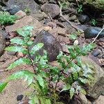 Triplophyllum buchholzii Hoja
