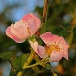 Rosa stylosa फूल