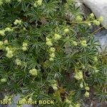 Alchemilla transiens Habit