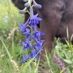 Delphinium carolinianum Flower