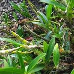 Epidendrum rigidum List