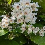 Catalpa ovataFlors