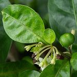 Solanum diphyllum Çiçek