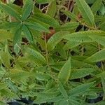 Aloysia citriodora Blad