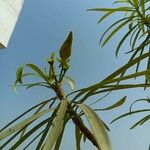 Thevetia neriifolia Flor