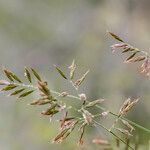 Festuca christianii-bernardii Yaprak