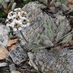 Achillea nana Habit