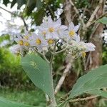 Solanum umbellatum Floare