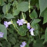 Strobilanthes saccata Yeri