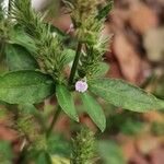 Rostellularia procumbens 花