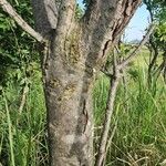 Euclea divinorum Bark