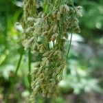 Scirpus